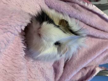 Rescue Guinea Pig Guinea Pigs for Adoption in Chickasha, Oklahoma - Mowhawk Mark | PetCurious